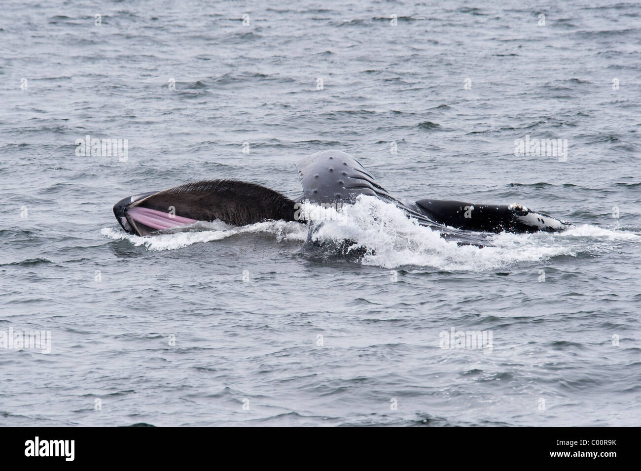 Humpback Whale (Megaptera novaeangliae) adulti affondo di balena-alimentando il krill. Monterey, California, Oceano Pacifico. Foto Stock