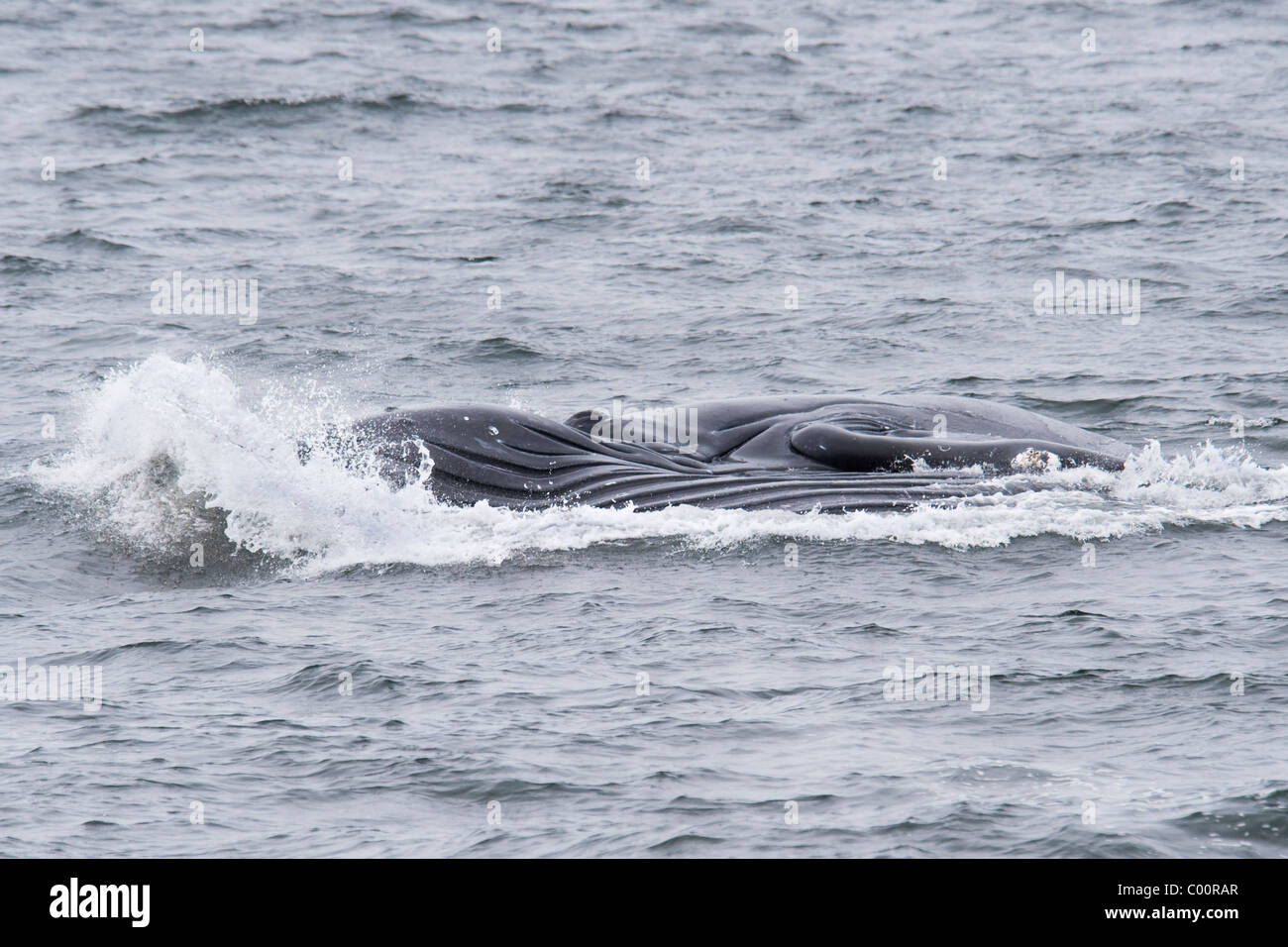 Humpback Whale (Megaptera novaeangliae) adulti affondo di balena-alimentando il krill. Monterey, California, Oceano Pacifico. Foto Stock