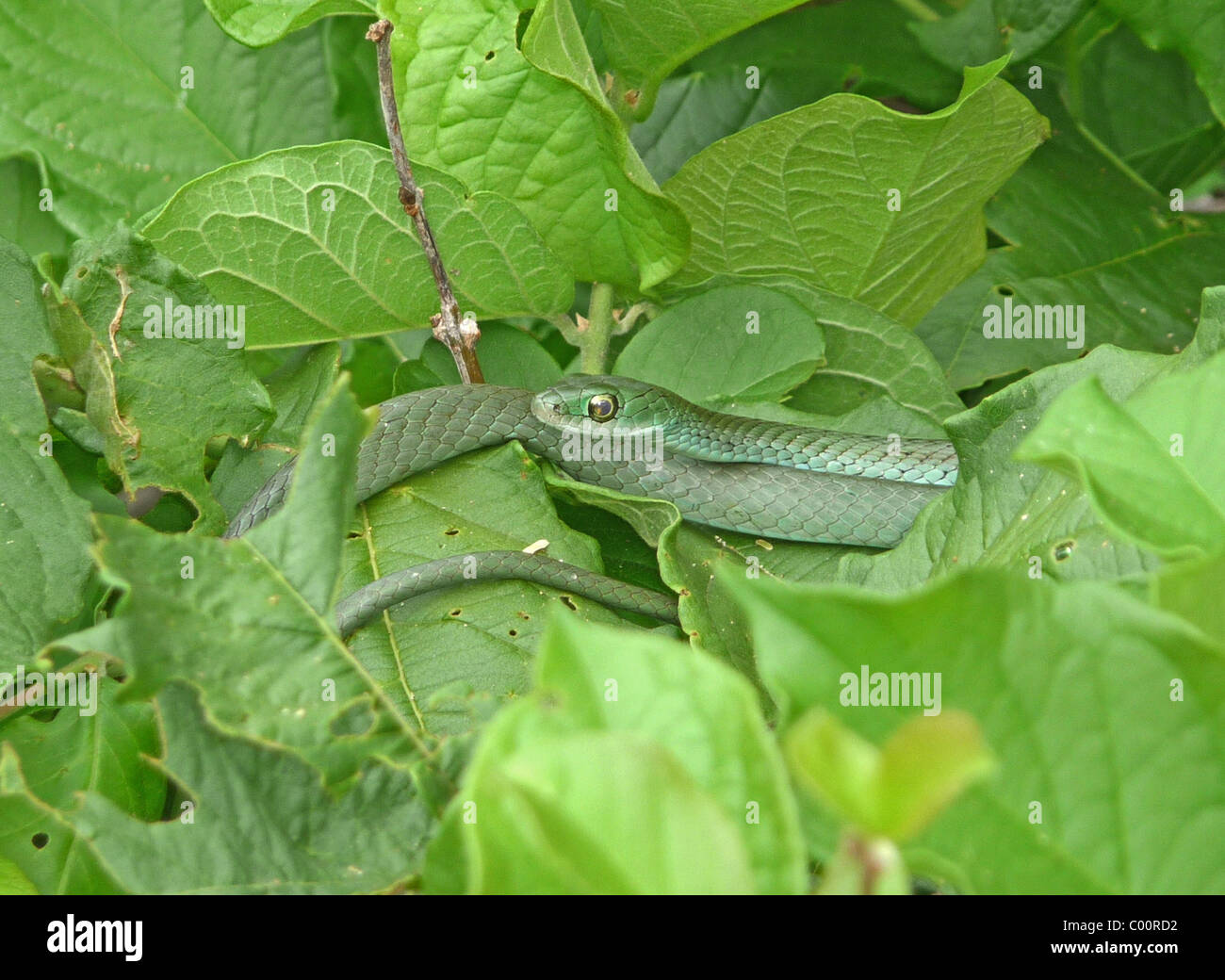 Boccola verde serpente Foto Stock