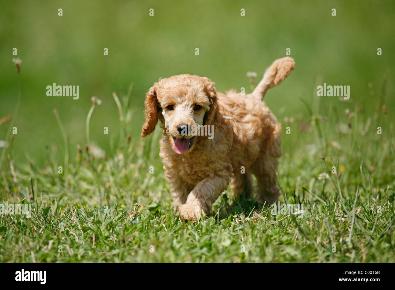 Pudel Welpe / barboncino cucciolo Foto Stock