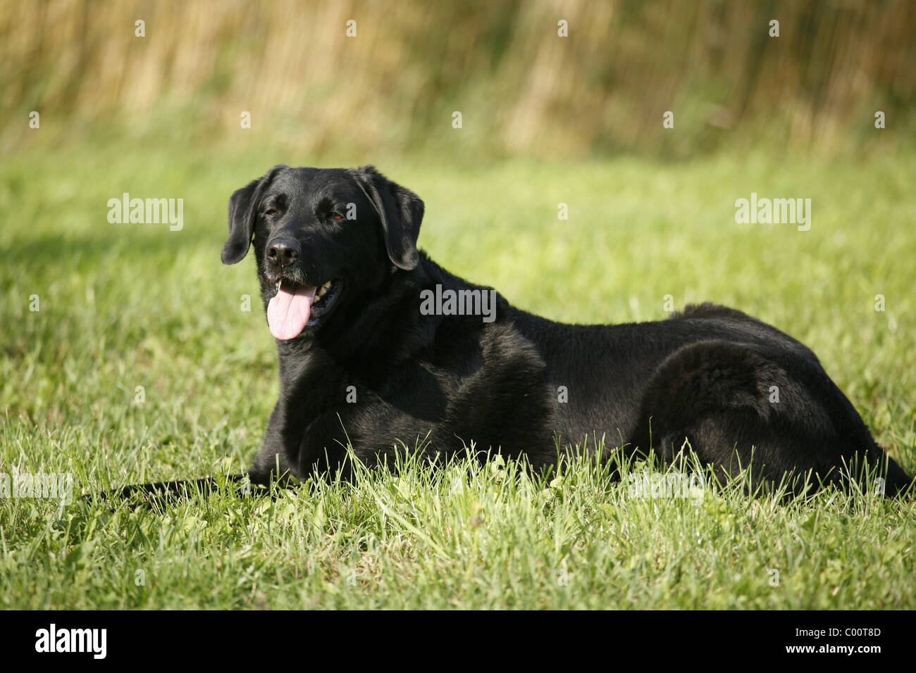 Schwarzer Hund / cane nero Foto Stock