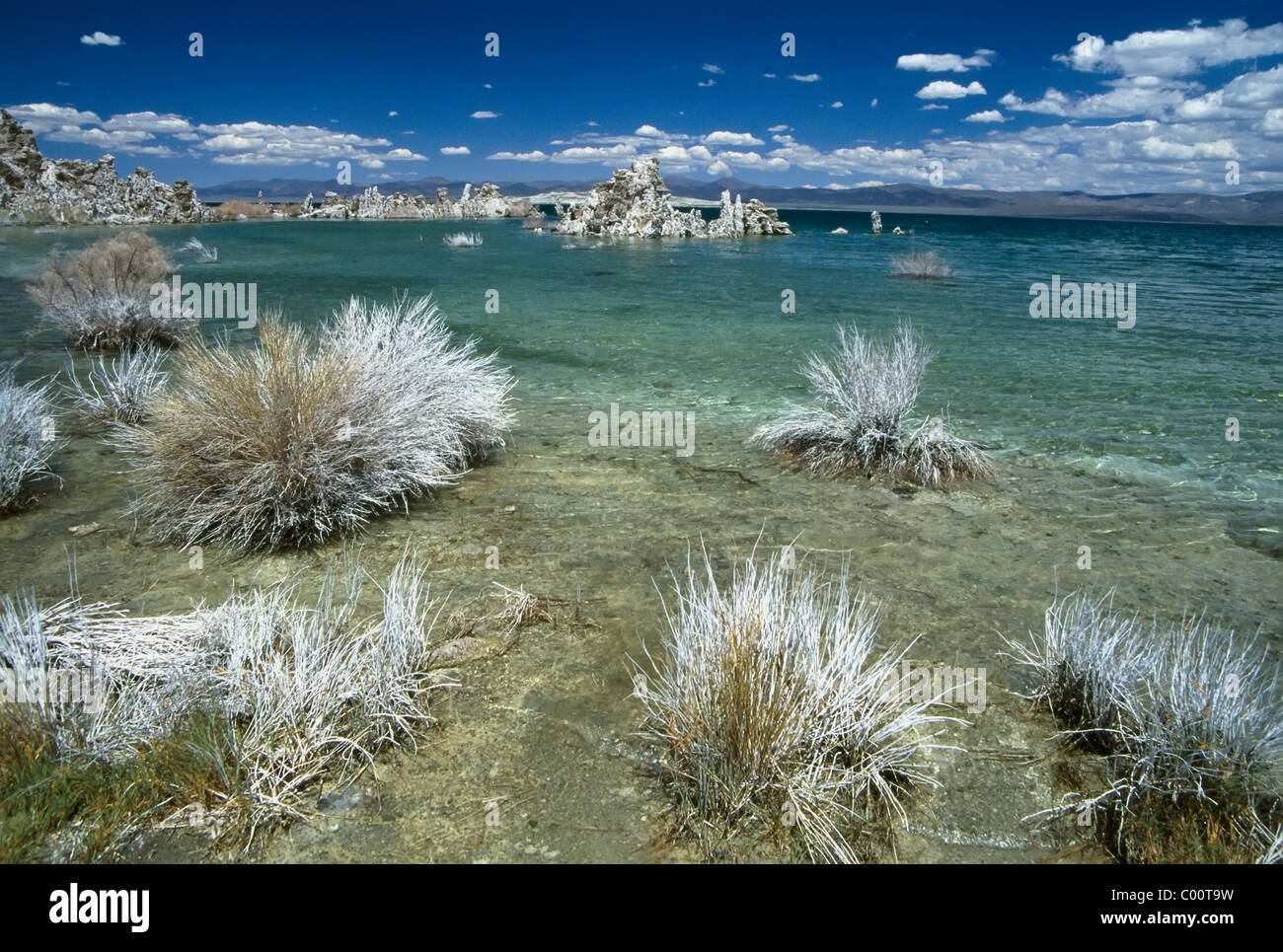 Arbusti crescendo al Lago Mono Foto Stock