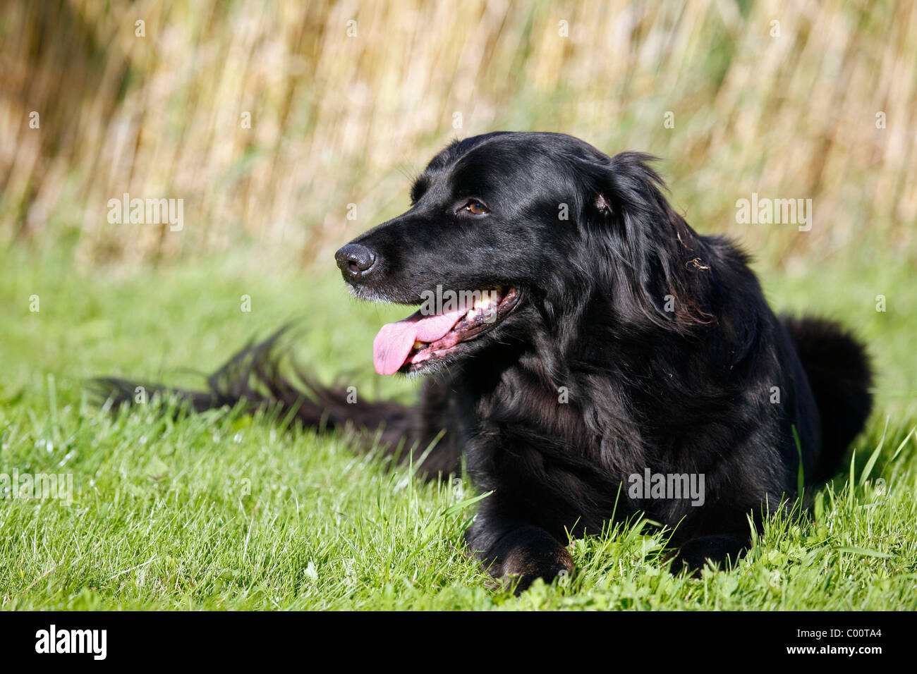 Schwarzer Hund / cane nero Foto Stock