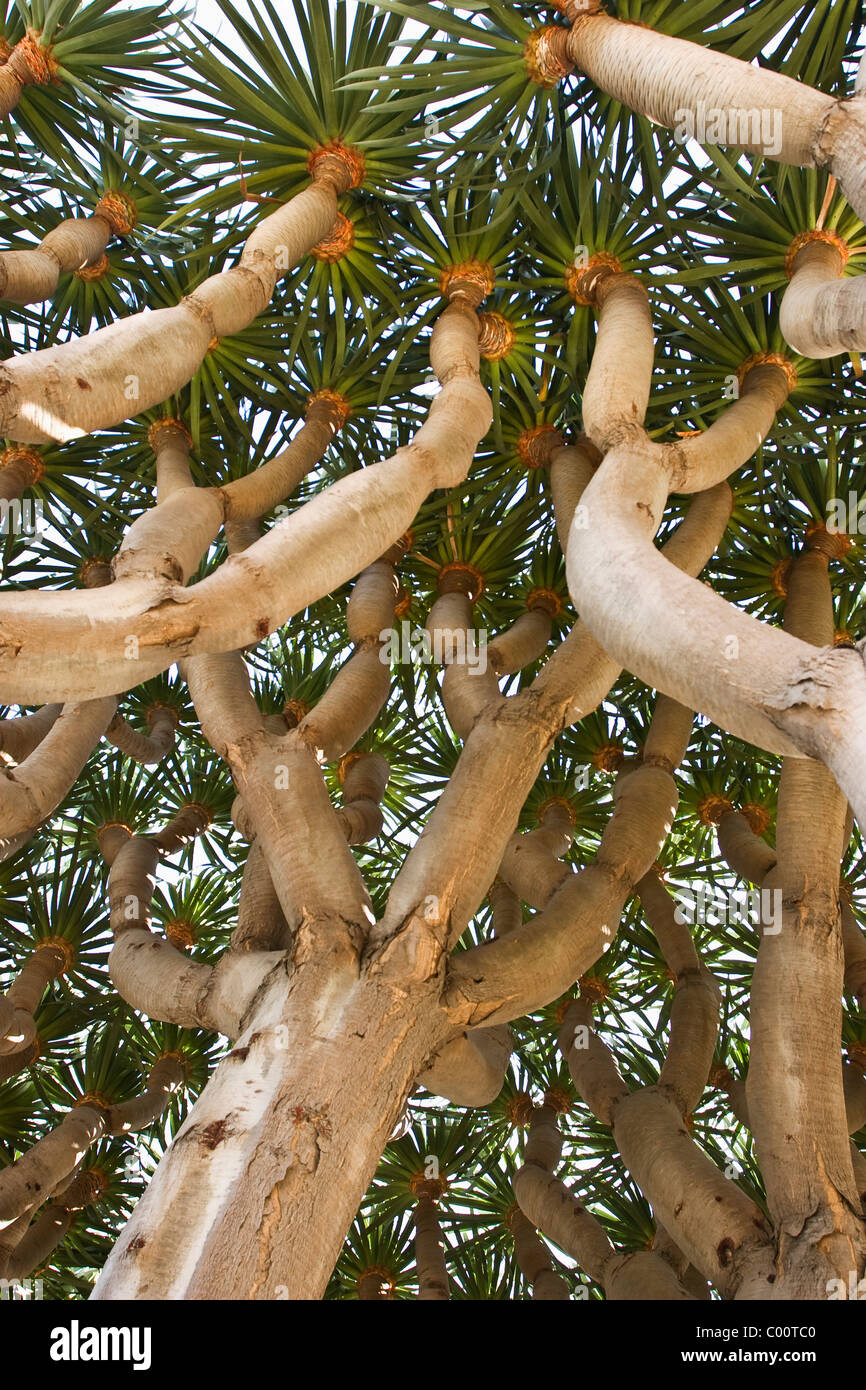 Palm tree, basso angolo di visione Foto Stock