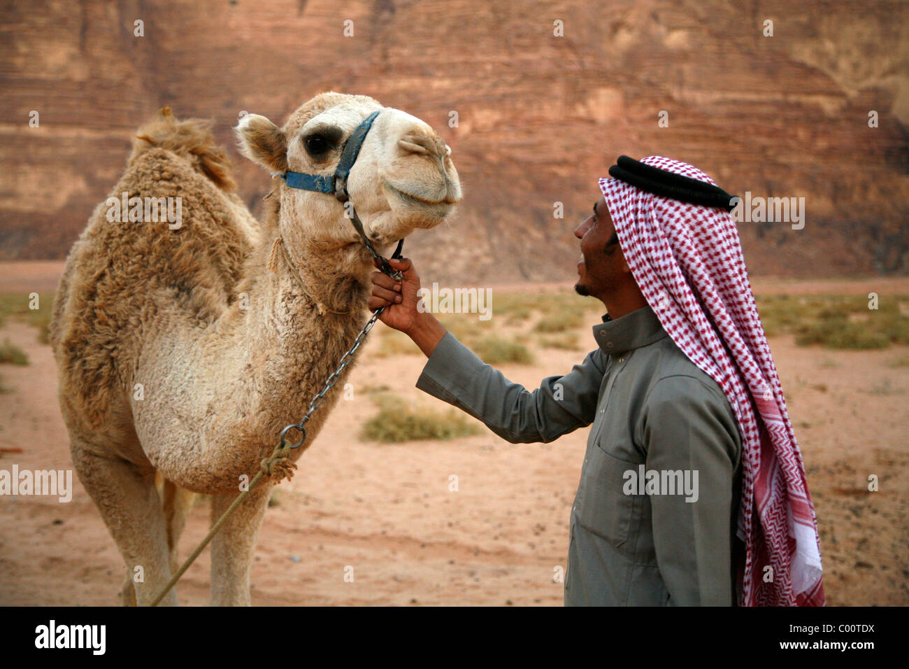 Bedouin l uomo e il suo cammello Wadi Rum, Giordania. Foto Stock