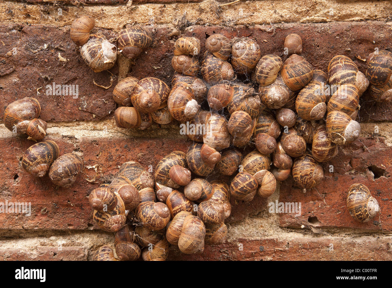 Helix Aspersa comune o giardino marrone va a passo di lumaca sul muro di mattoni Foto Stock