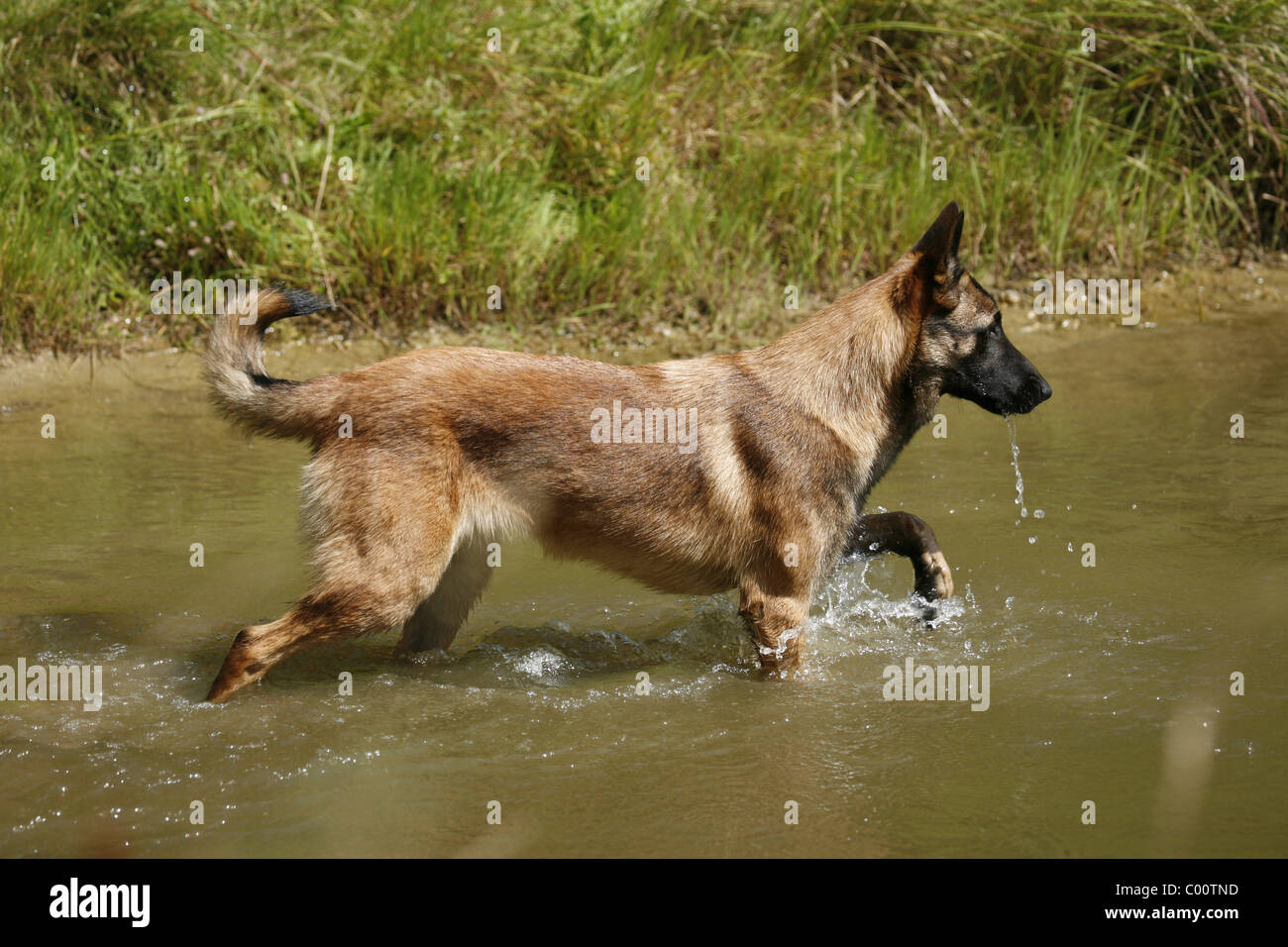 Malinois Foto Stock