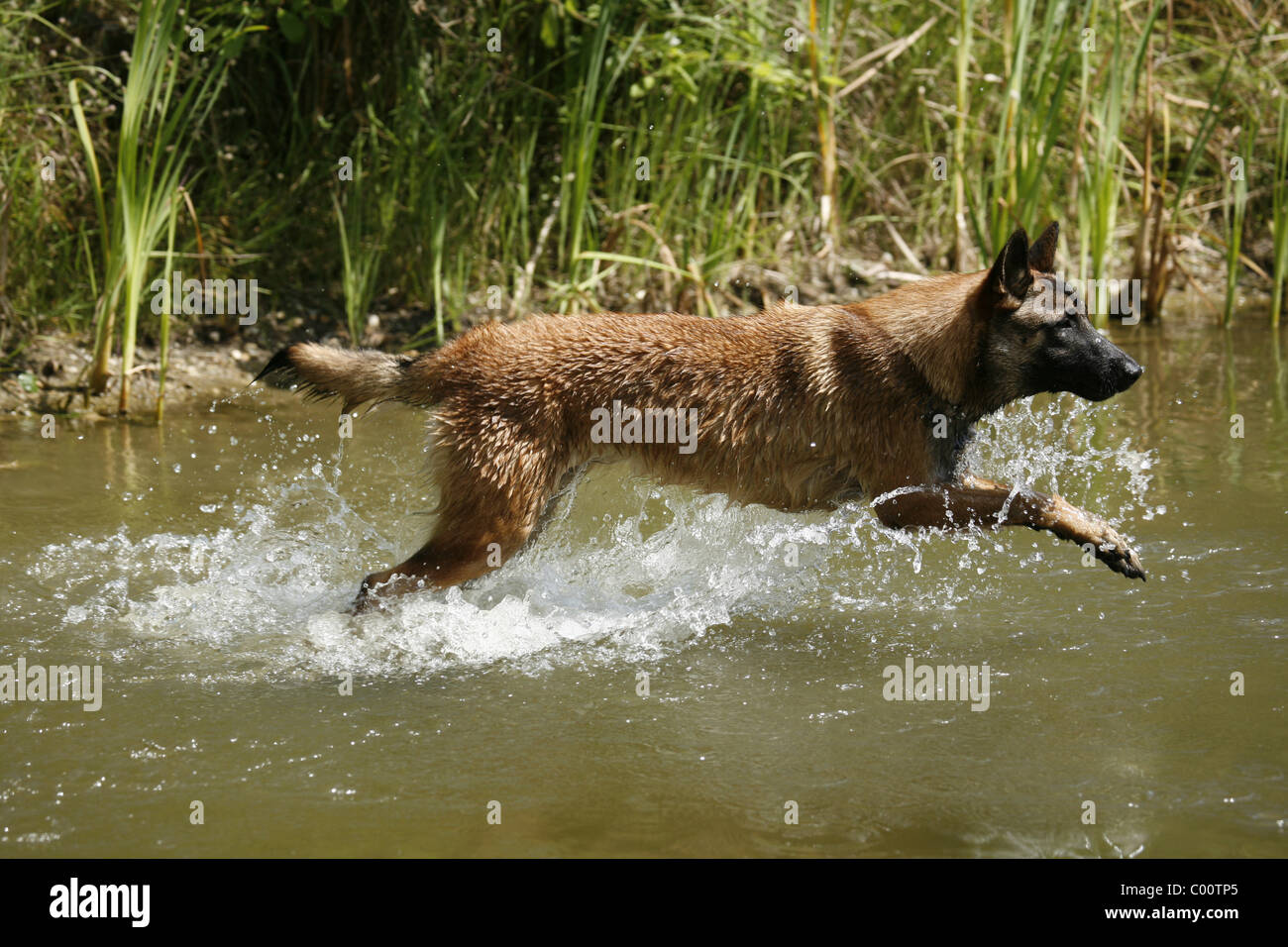 Malinois rennender / running Malinois Foto Stock