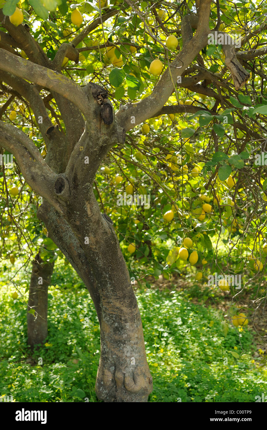 Albero di Limoni Agrumi vitamina C GIALLO Foto Stock