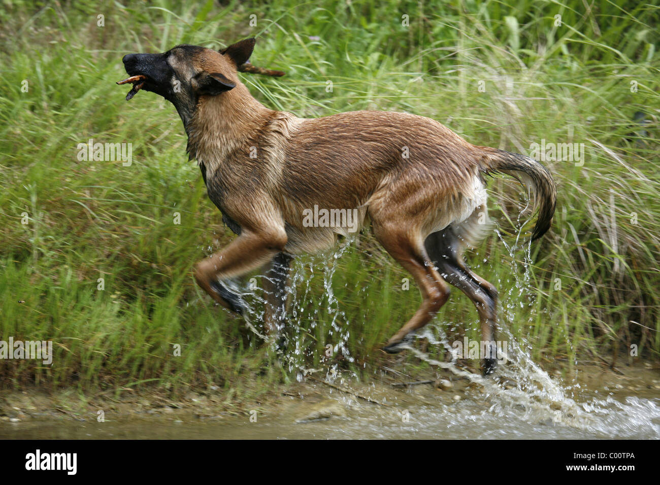 Malinois rennender / running Malinois Foto Stock