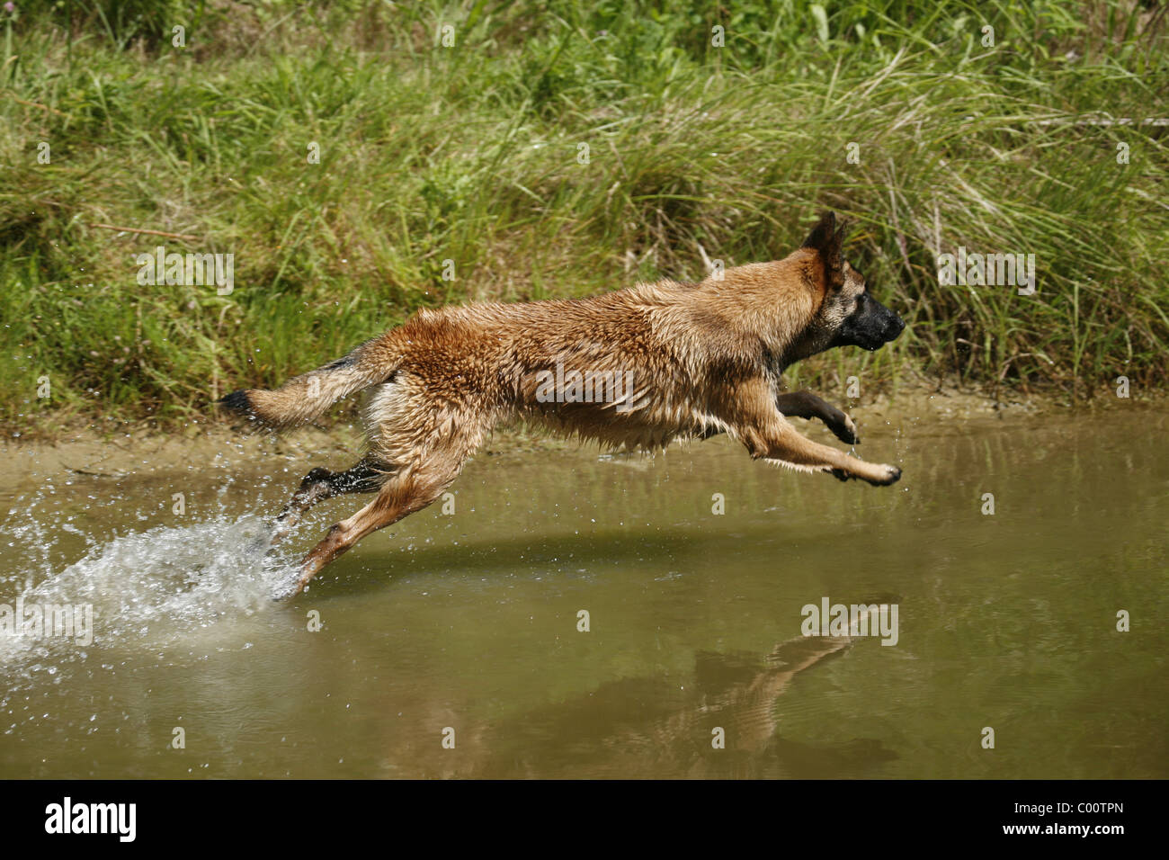 Malinois springt ins Wasser Foto Stock