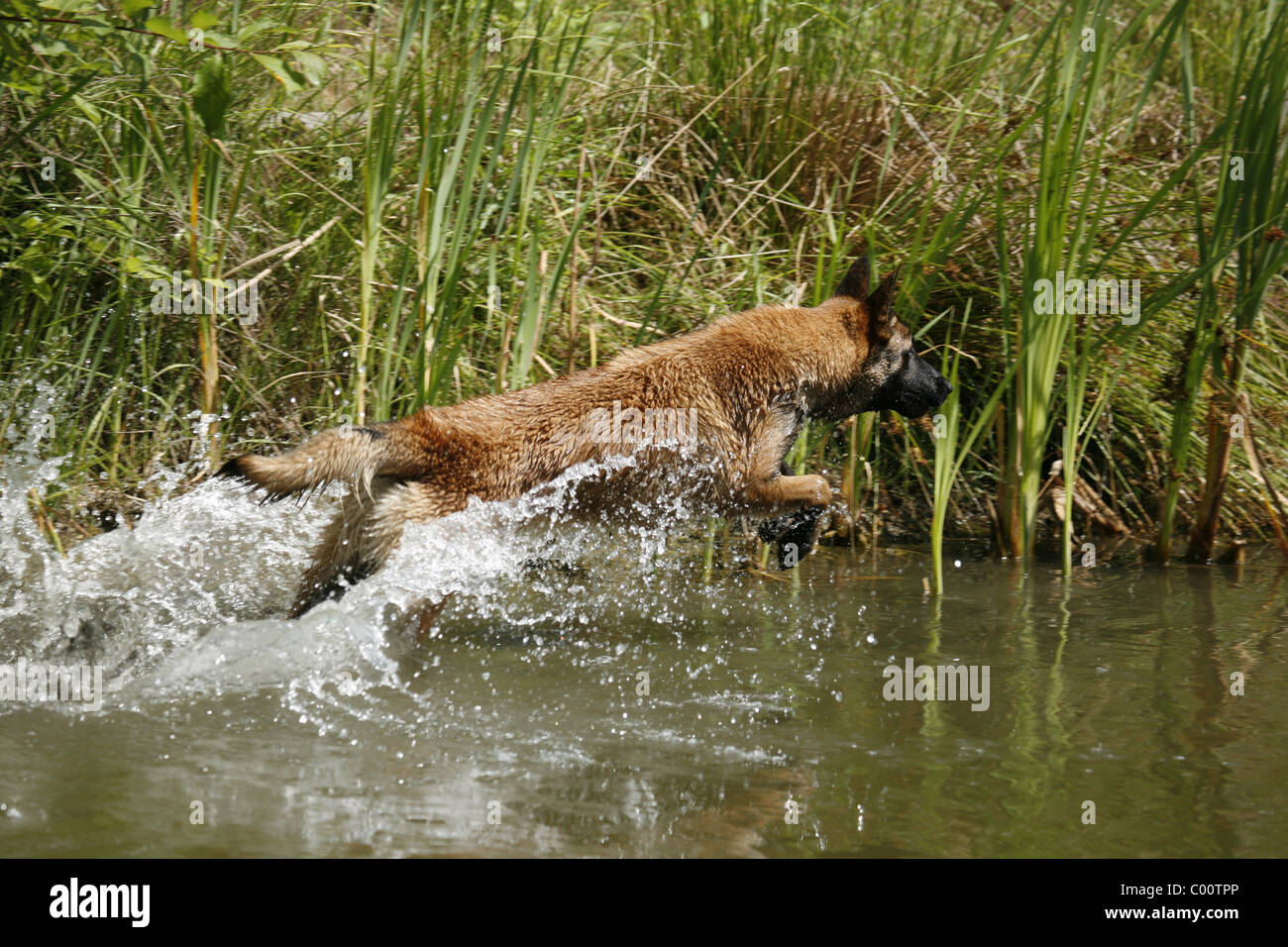Malinois springt ins Wasser Foto Stock