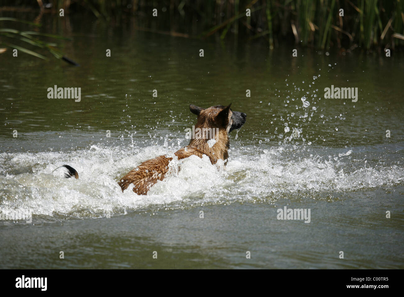 Malinois springt ins Wasser Foto Stock