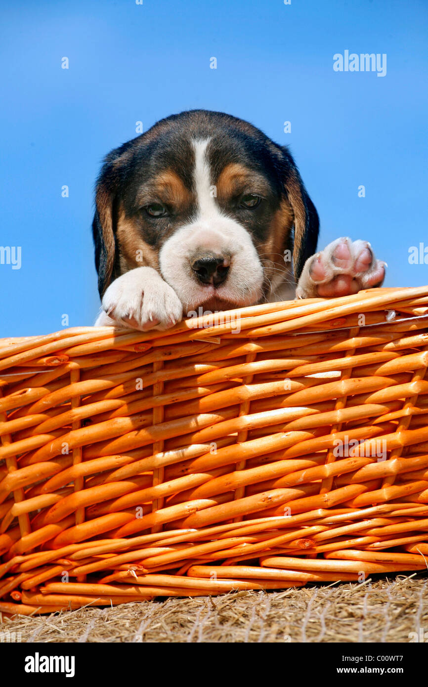 Beagle Welpe im Körbchen / cucciolo Beagle nel cestello Foto Stock