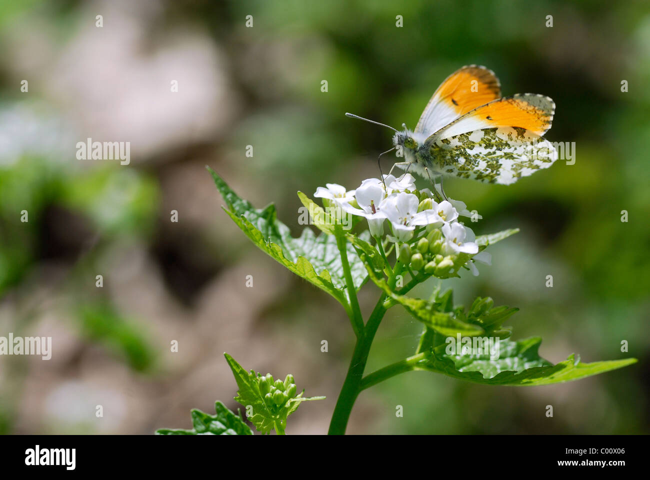 Maschio punta arancione farfalla (Anthocharis cardamines) alimentazione su aglio bianco fiore di senape (Alliaria petiolata) Foto Stock