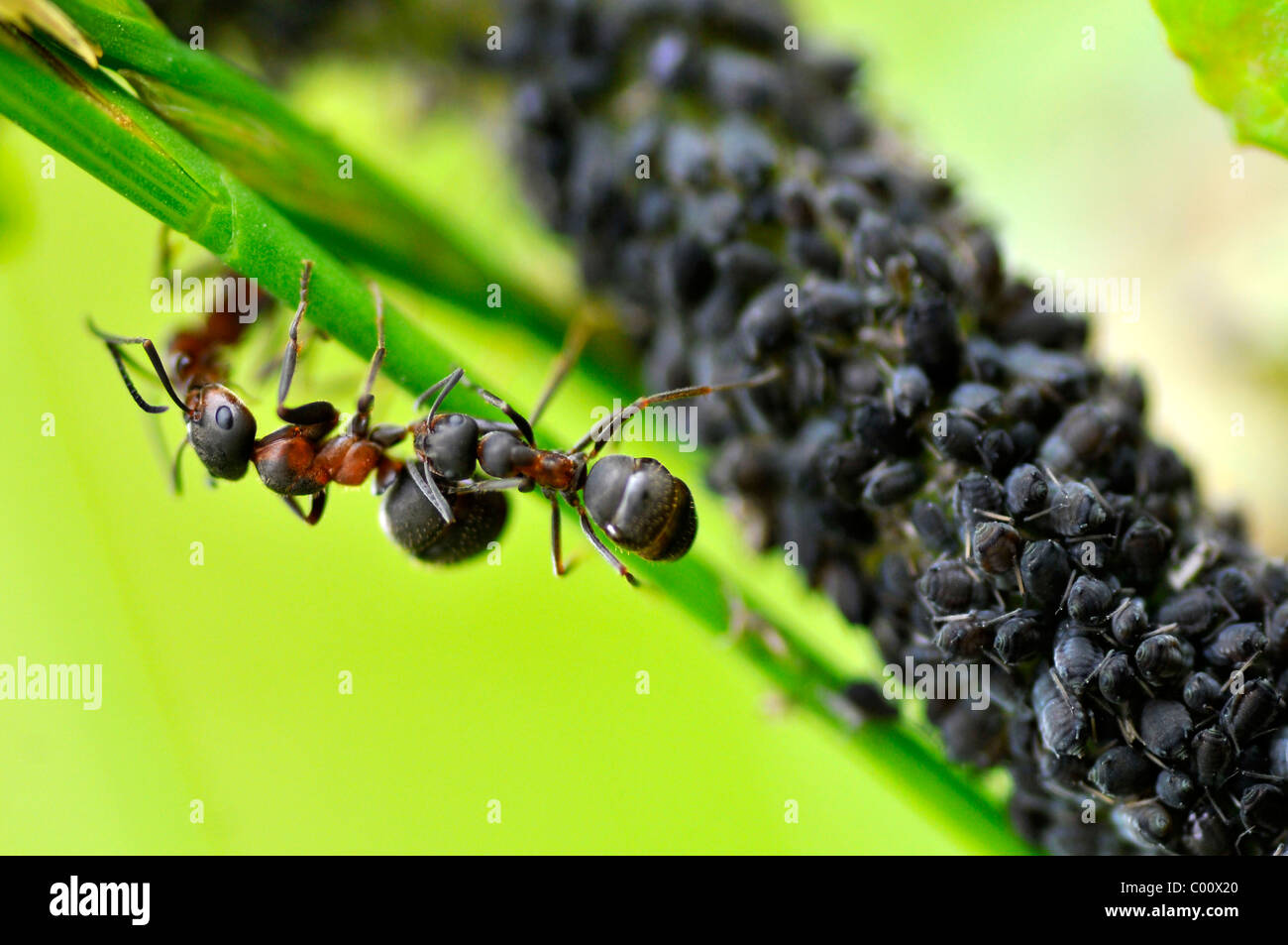 Macro black formiche e afidi sull'erba Foto Stock