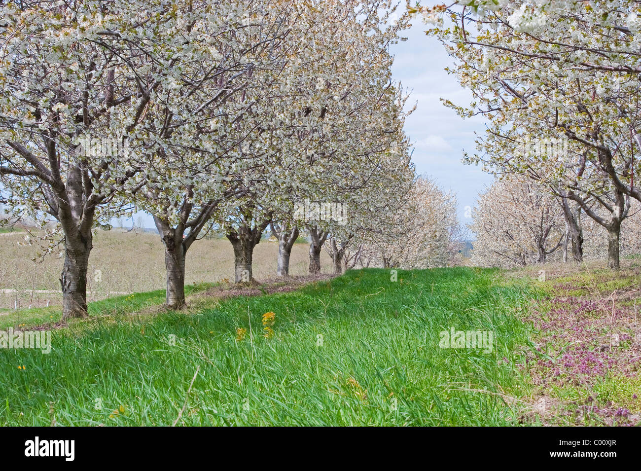 La molla fiori ciliegio a Mason county, Michigan frutteti. Foto Stock