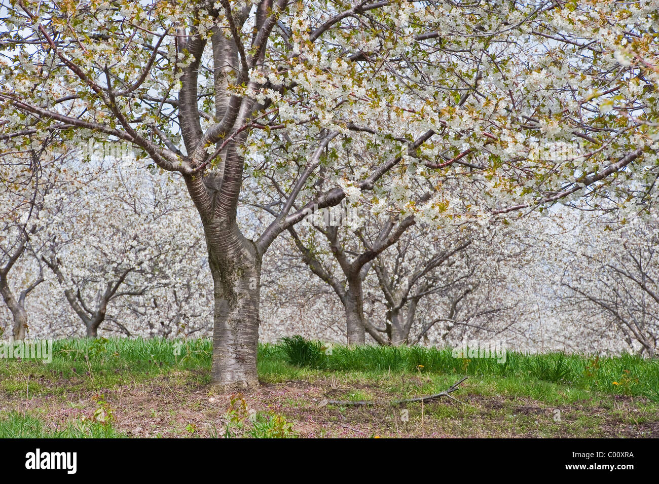 La molla fiori ciliegio a Mason county, Michigan frutteti. Foto Stock