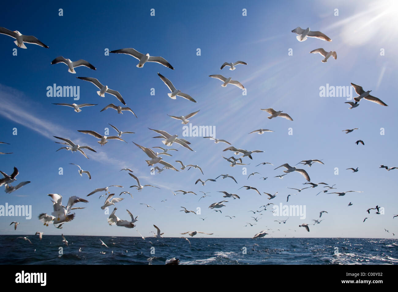 Un gregge o volo di gabbiani volare dietro una barca da pesca contro il cielo blu Foto Stock