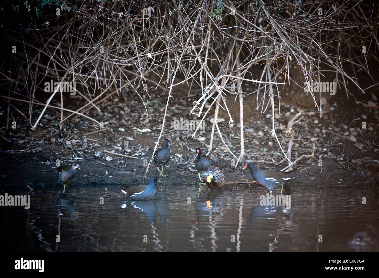 Un coypu con comuni gallinelle d'acqua su un fiume Allier bank (Francia). Ragondin et Gallinules poules d'eau sur une berge de l'Allier. Foto Stock