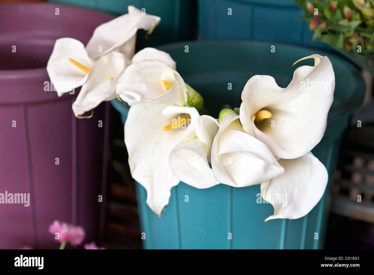 La squisita white calla lilies esposti per la vendita in blu vasca in plastica a Medellin mercato quartiere Roma Città Del Messico Foto Stock