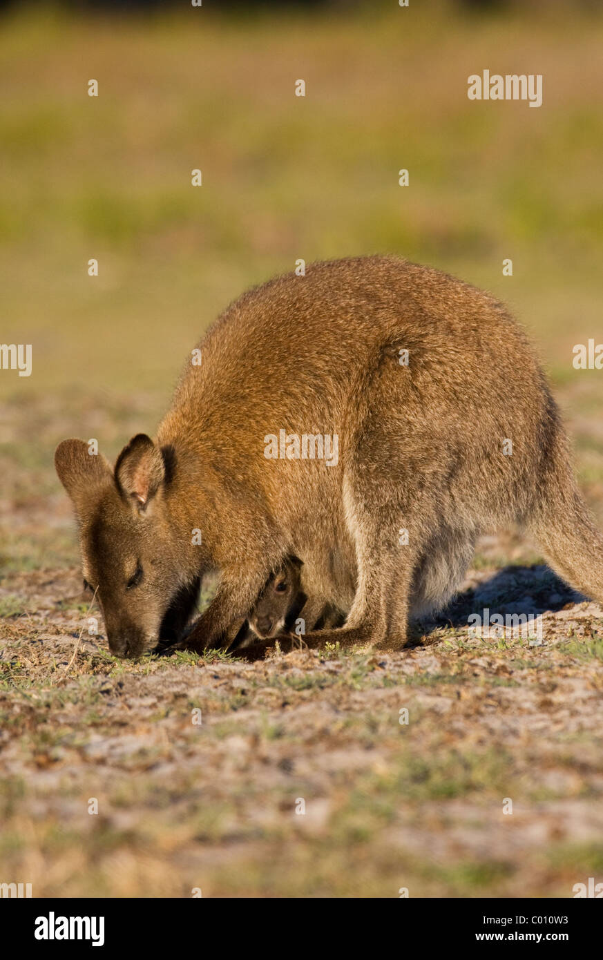 Femmina Bennetts Wallaby (Macropus rufogriseus) con joey Foto Stock