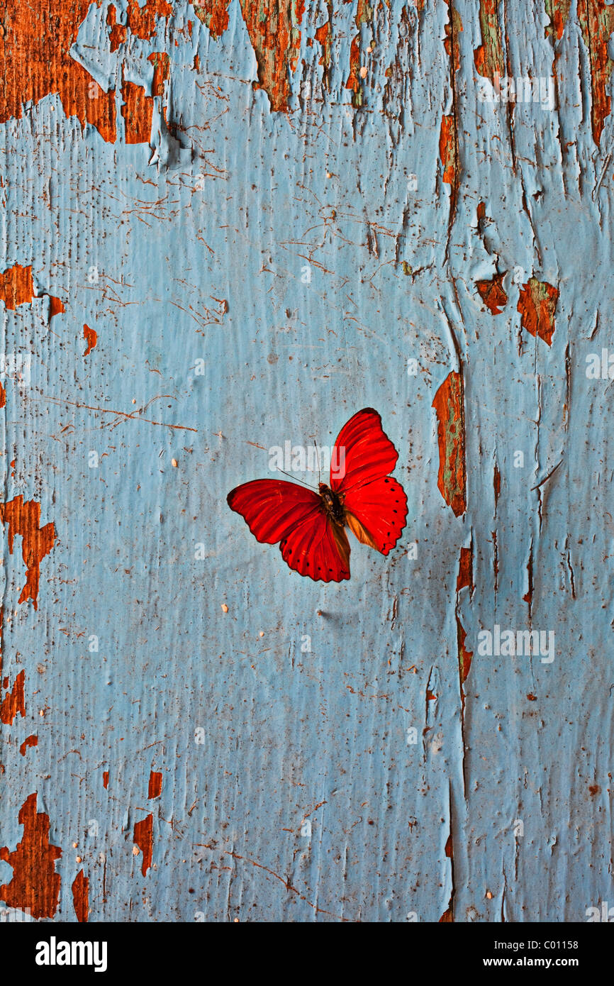 Red Butterfly sul vecchio muro blu Foto Stock
