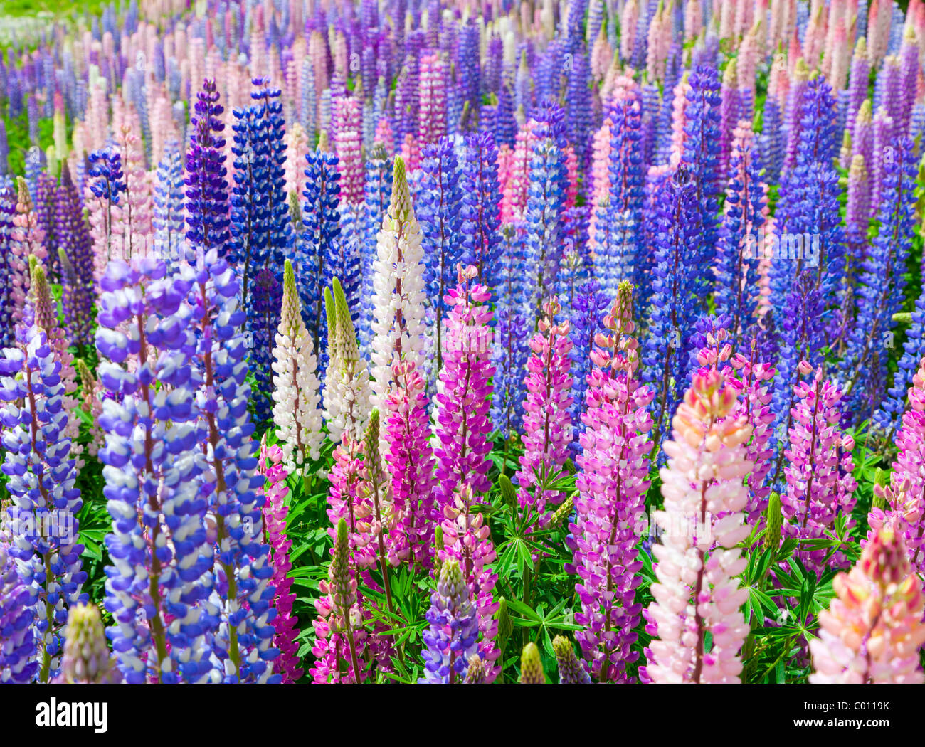 Lupin fiori selvatici in Nuova Zelanda Foto Stock