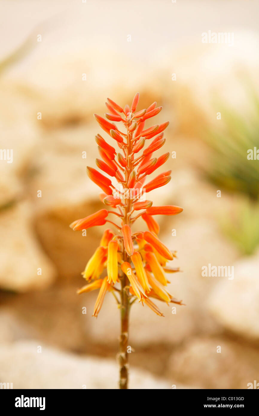 Fiore rosso di un Aloe Foto Stock