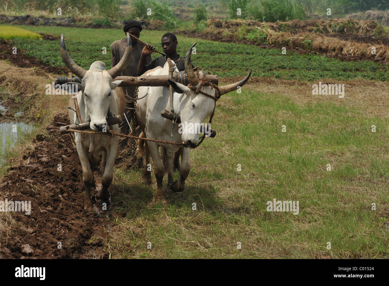 Gli agricoltori che lavorano risaie in Camerun, Africa Foto Stock