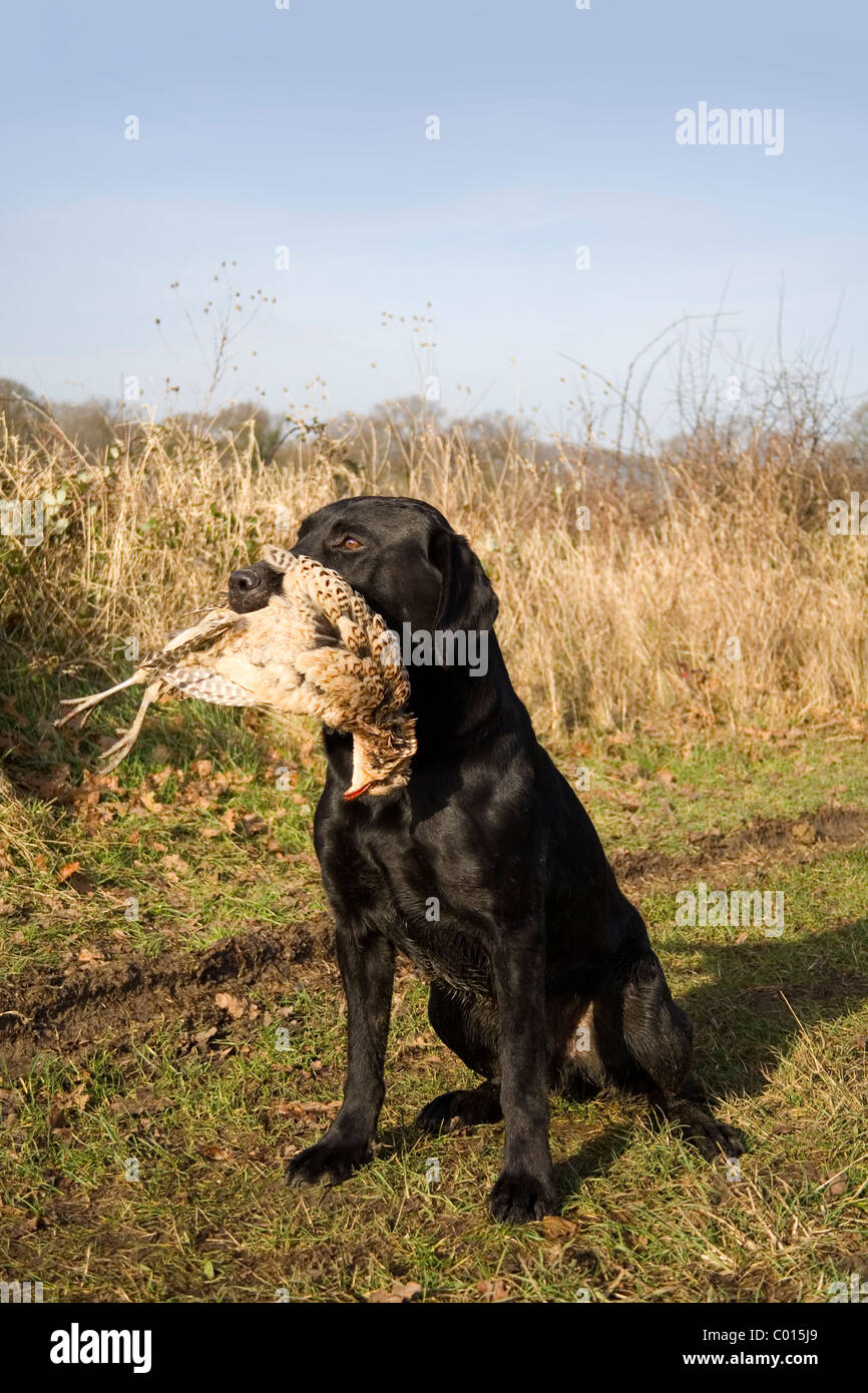 Un labrador nero recupera un colpo gallina fagiana Foto Stock