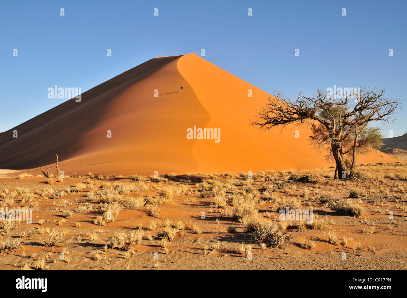 Dune di sabbia nel pomeriggio la luce vicino al Sossusvlei, Namib Desert, Namib Naukluft Park, Namibia, Africa Foto Stock