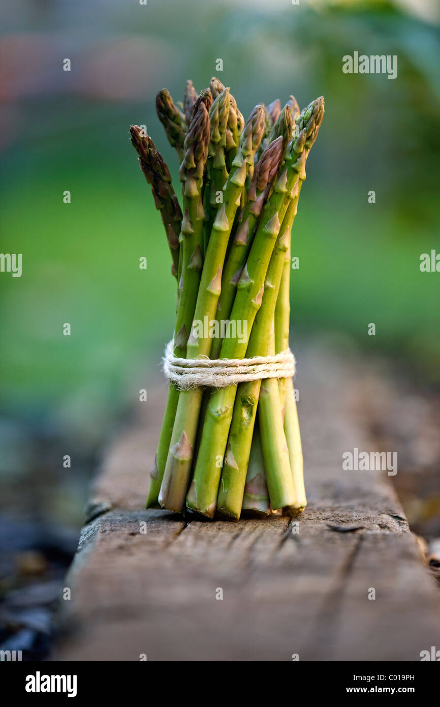 Un mazzetto di asparagi, legati con spago Foto Stock