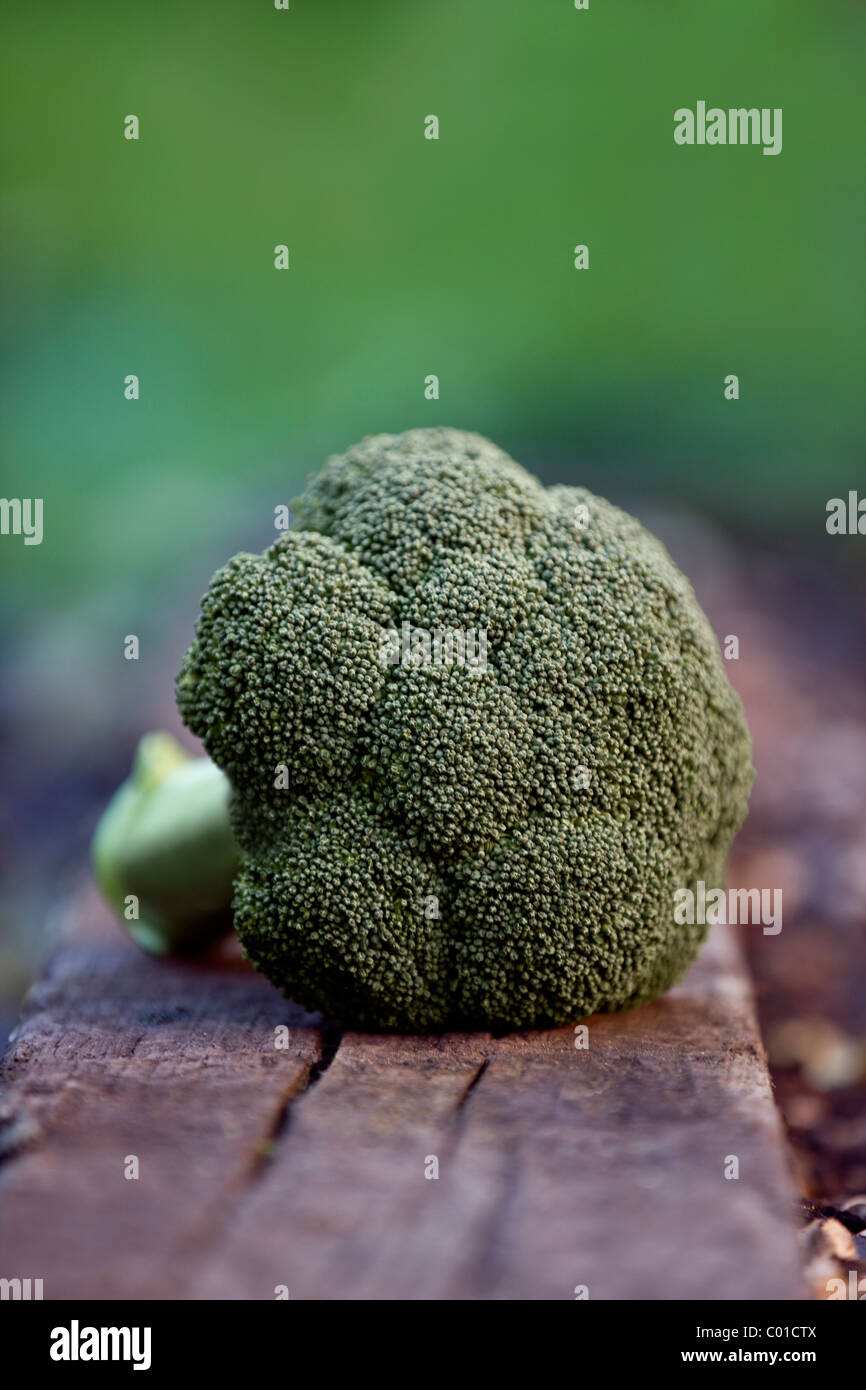 Una testa di broccoli in un giardino Foto Stock