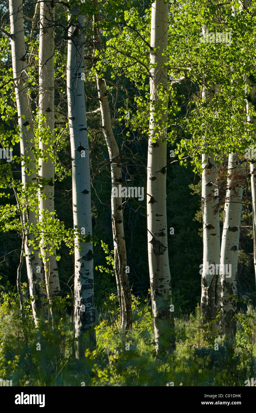 Vacilla Aspen (Populus tremuloides), il Parco Nazionale del Grand Teton, Wyoming USA, America Foto Stock