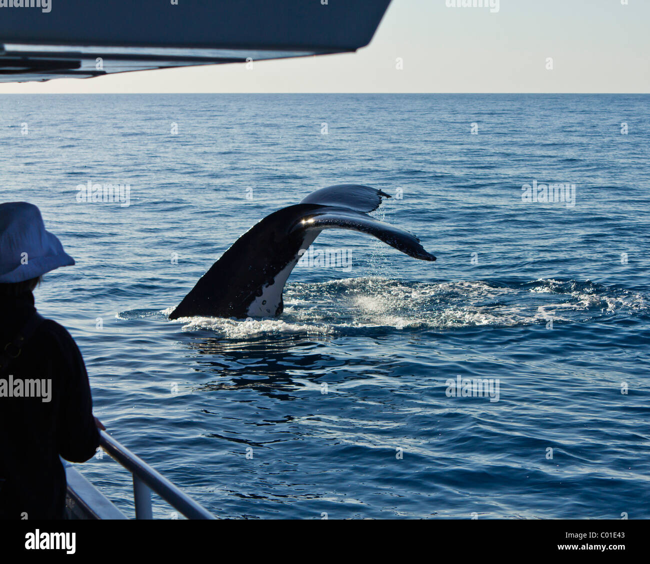 Humpback whale Foto Stock