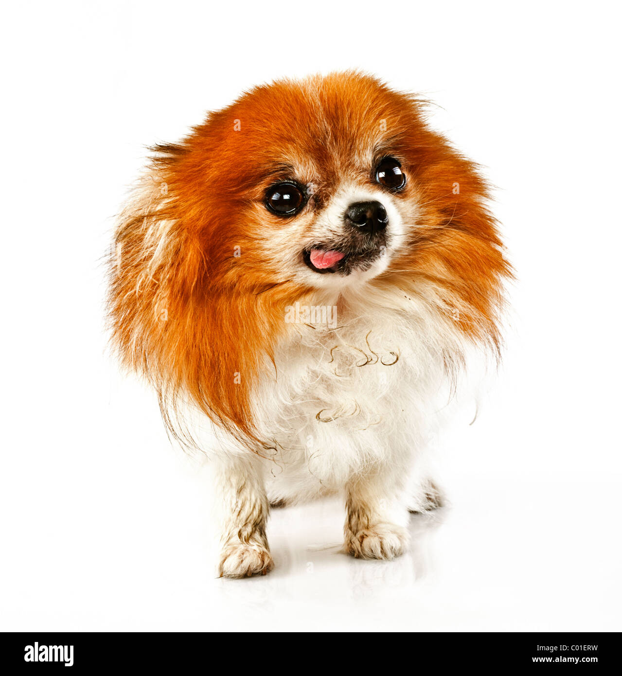 Simpatiche shaggy dog con la lingua pendente in fuori Foto Stock