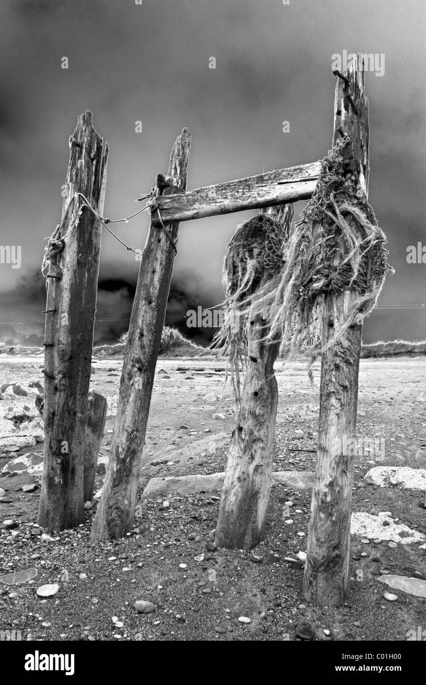 Spooky pennelli di legno utilizzando Solarised effetto fotografia, prese a disprezzare il punto, East Yorkshire, Regno Unito Foto Stock