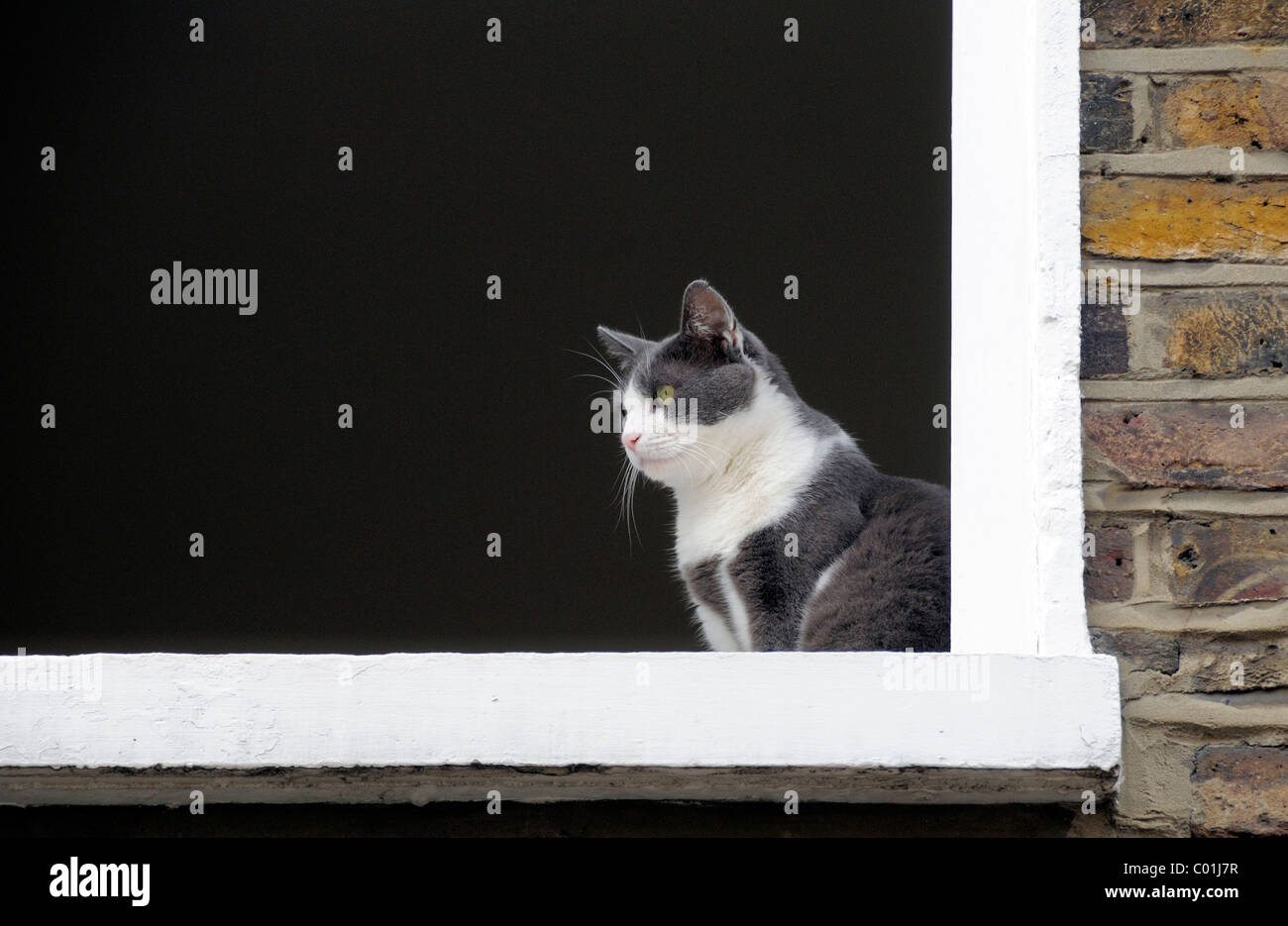 Grigio e bianco gatto guardando fuori della finestra aperta Foto Stock