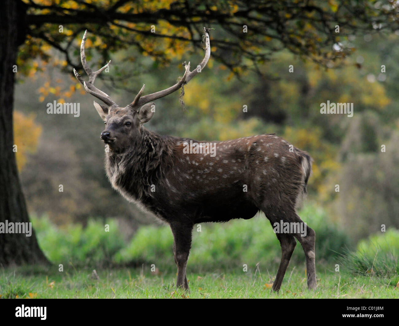 Un adulto n Red Deer in piedi nel bosco, in attesa e guardare. Foto Stock