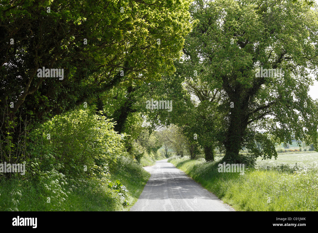 Avenue, Monasterboice, nella contea di Louth, Leinster, Irlanda, Europa Foto Stock