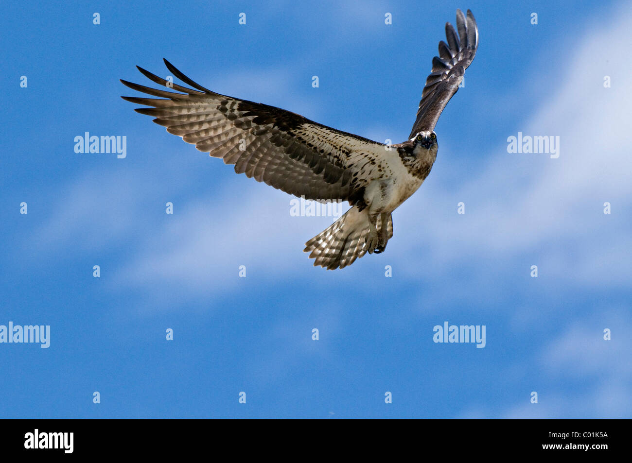 Falco pescatore (Pandion haliaetus), Wyoming USA, America del Nord Foto Stock