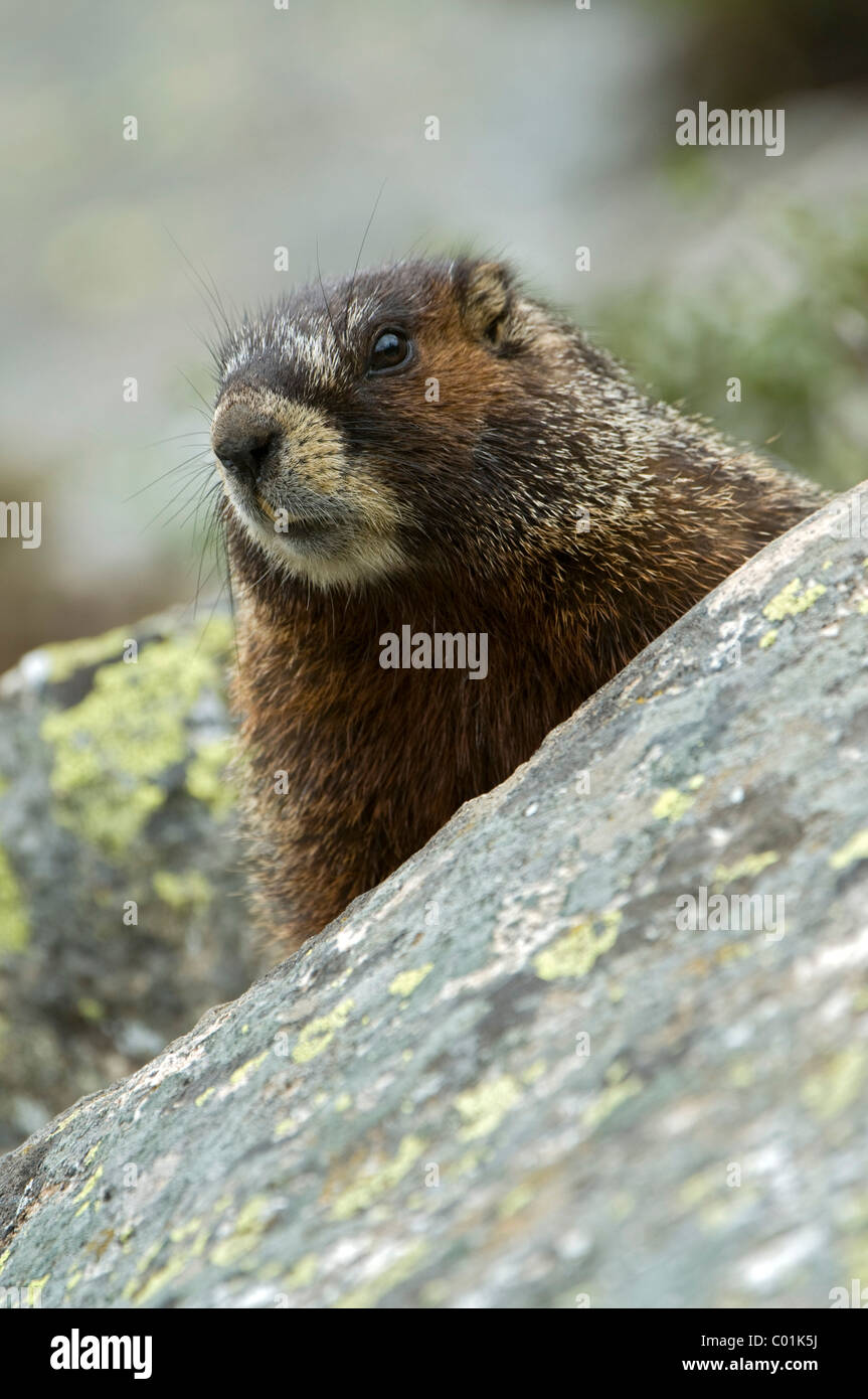 Giallo-pancia marmotta (Marmota flaviventris), il Parco Nazionale di Yellowstone, Wyoming USA, America del Nord Foto Stock