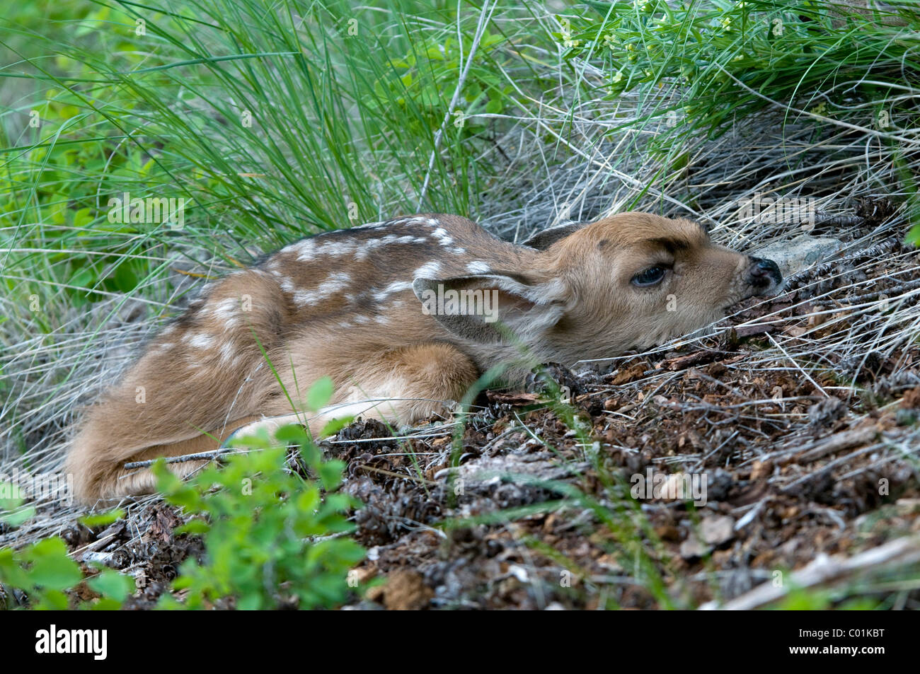 Mule Deer (Odocoileus hemionus), cervi di vitello, il Parco Nazionale di Yellowstone, Wyoming USA, America del Nord Foto Stock