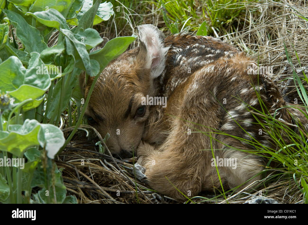 Mule Deer (Odocoileus hemionus), cervi di vitello, il Parco Nazionale di Yellowstone, Wyoming USA, America del Nord Foto Stock