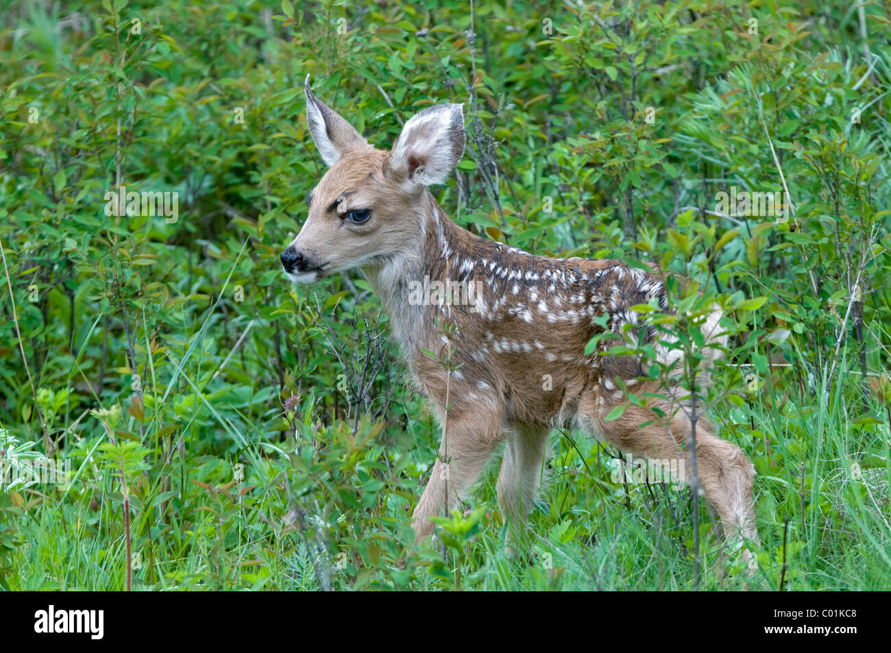 Mule Deer (Odocoileus hemionus), cervi di vitello, il Parco Nazionale di Yellowstone, Wyoming USA, America del Nord Foto Stock