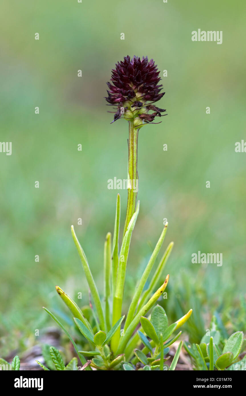 Black Vanilla Orchid (Nigritella nigra), Nauders-Alm pascoli alpini, montagne Karwendel, Tirolo, Austria, Europa Foto Stock