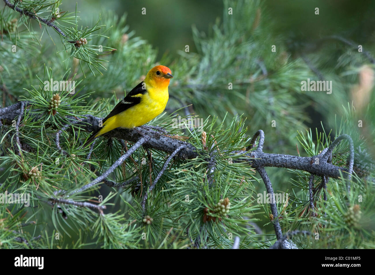 Western Tanager (Piranga ludoviciana), Hebgen Lake, Montana, USA, America del Nord Foto Stock