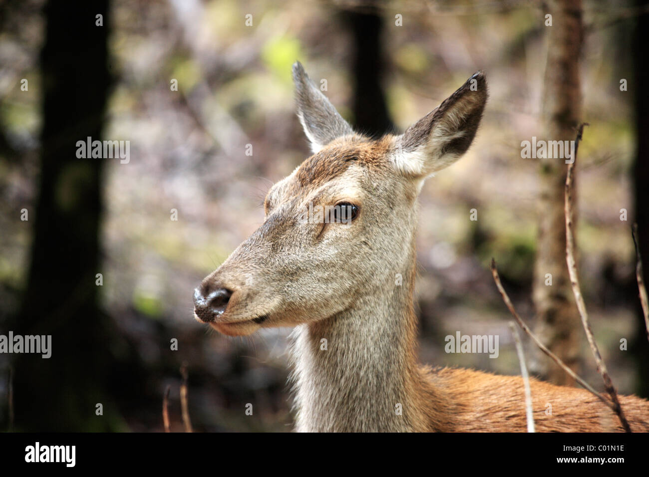 Close up di una femmina di cervi nei boschi in Scozia Foto Stock