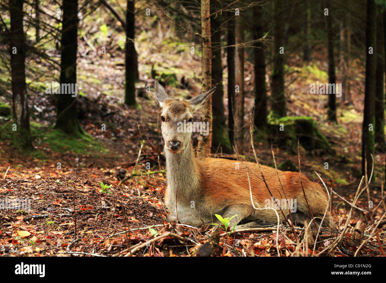 Femmina rossa di cervi nei boschi in Scozia Foto Stock